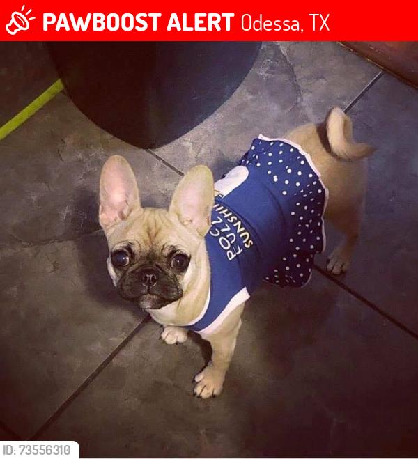 Lost Female Dog last seen 42nd street, Odessa, TX 79762