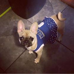 Lost Female Dog last seen 42nd street, Odessa, TX 79762