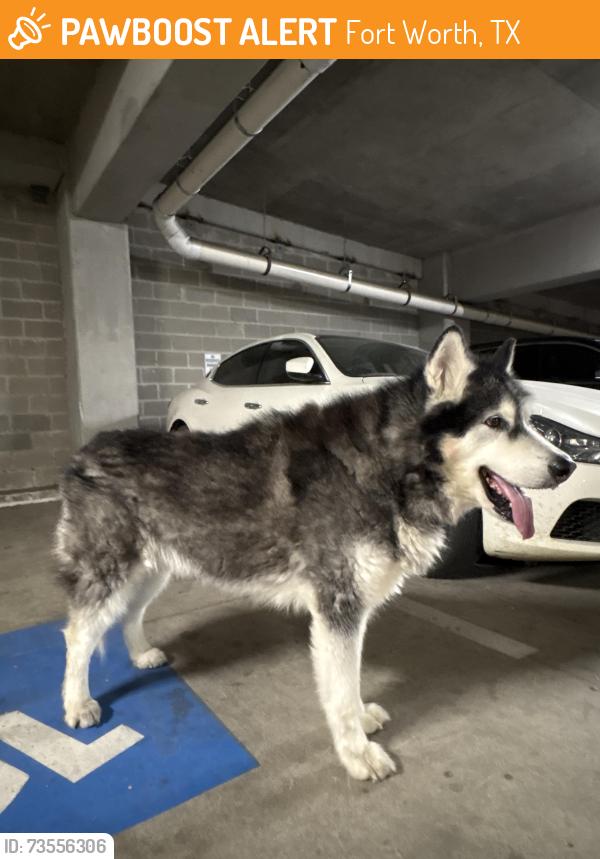 Found/Stray Unknown Dog last seen mag and may apmts, Fort Worth, TX 76104