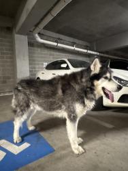 Found/Stray Unknown Dog last seen mag and may apmts, Fort Worth, TX 76104