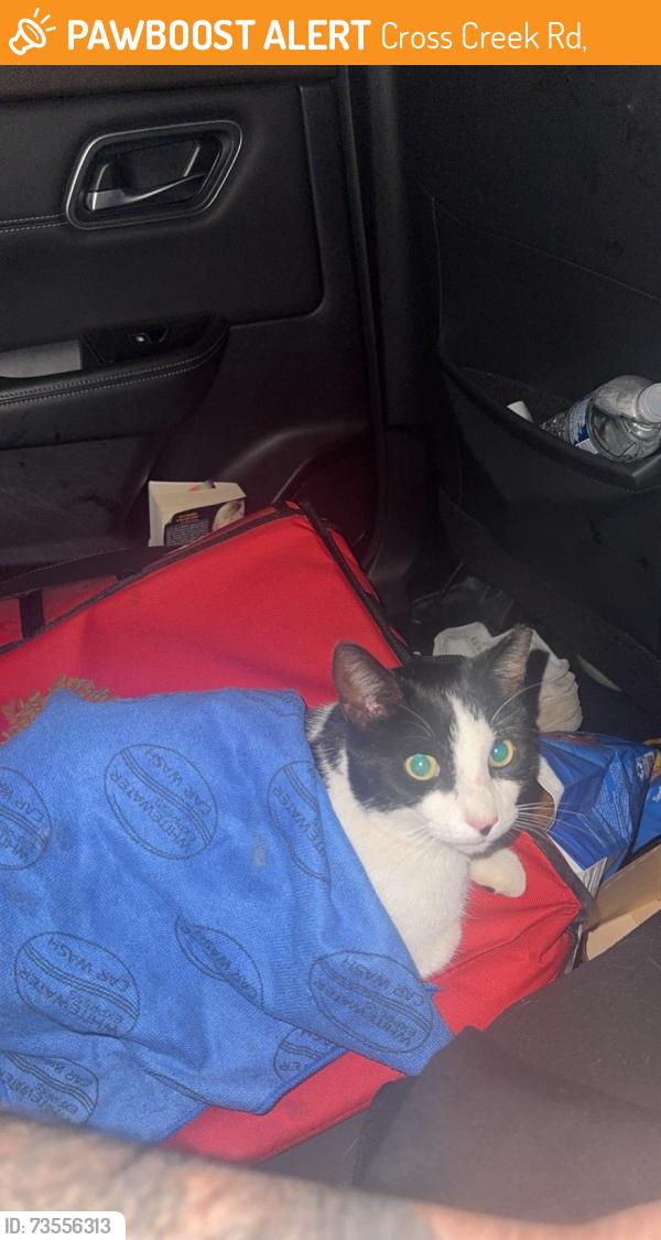 Found/Stray Unknown Cat last seen Liberty High Rd, Cross Creek Rd,  43525