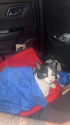 Found/Stray Unknown Cat last seen Liberty High Rd, Cross Creek Rd,  43525