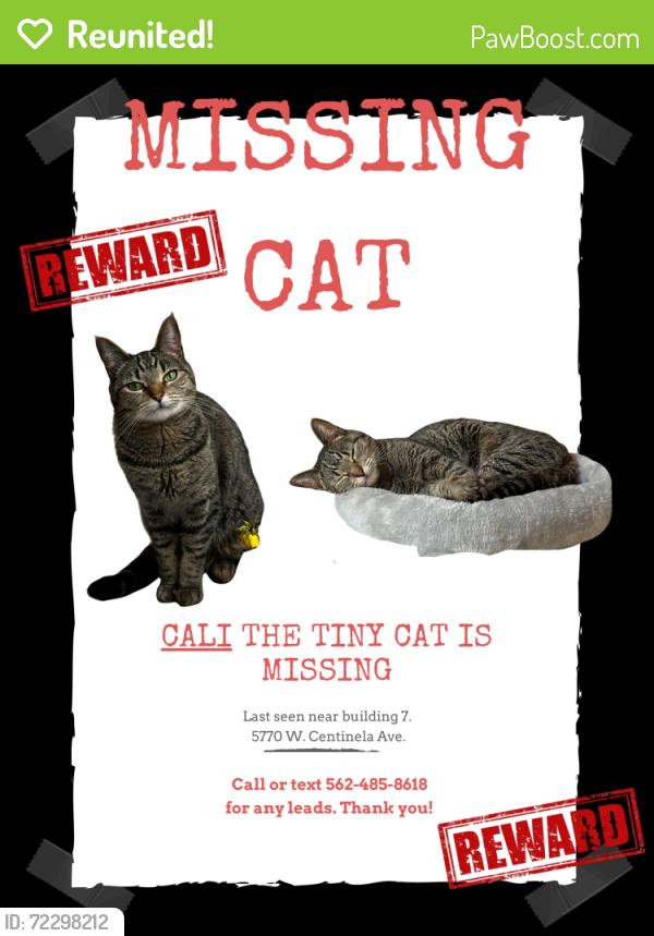 Reunited Female Cat last seen Centinela and sherbourne, Los Angeles, CA 90045