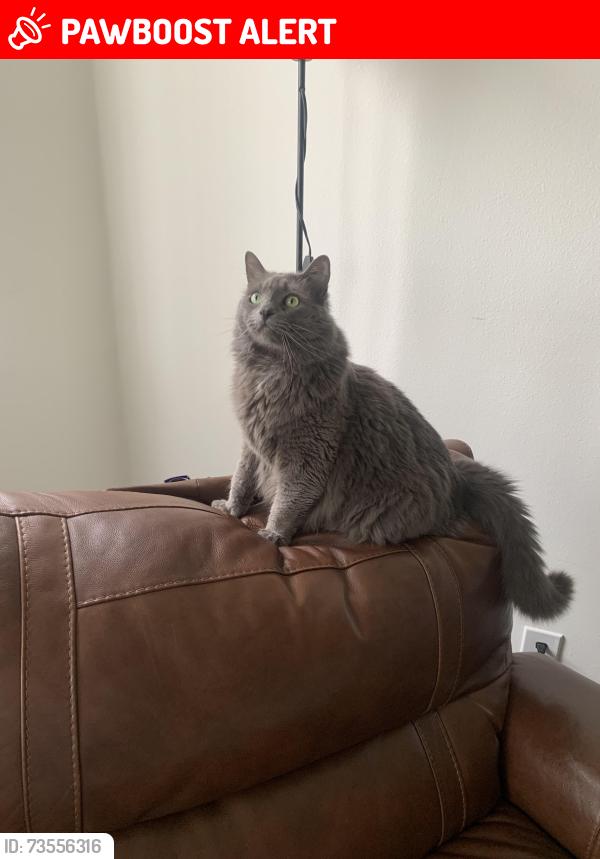 Lost Male Cat last seen Apel and Brannen, Huntington Beach, CA 92649