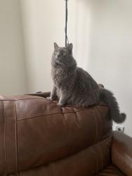 Lost Male Cat last seen Apel and Brannen, Huntington Beach, CA 92649