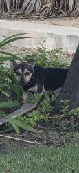 Found/Stray Unknown Dog last seen Satomi restaurant, Tracy, CA 95376