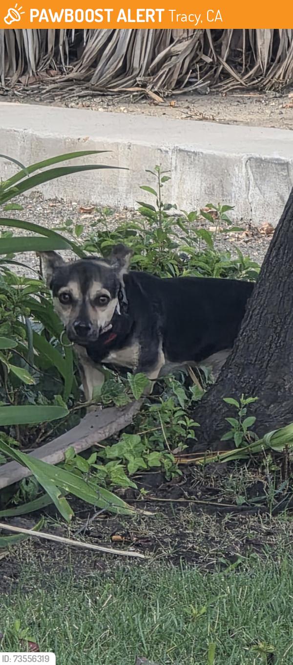 Found/Stray Unknown Dog last seen Satomi restaurant, Tracy, CA 95376