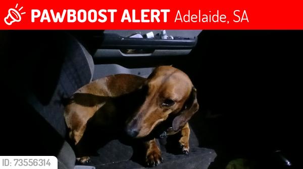 Lost Male Dog last seen Adela8de mall, Adelaide, SA 