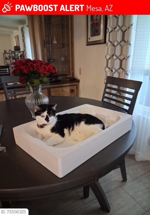 Lost Female Cat last seen Brentwood West, Mesa, AZ 85204