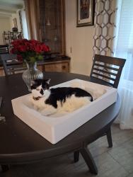 Lost Female Cat last seen Brentwood West, Mesa, AZ 85204