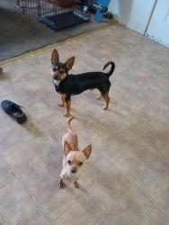 Lost Male Dog last seen Cloudcrest...race track rd, Henderson, NV 89015