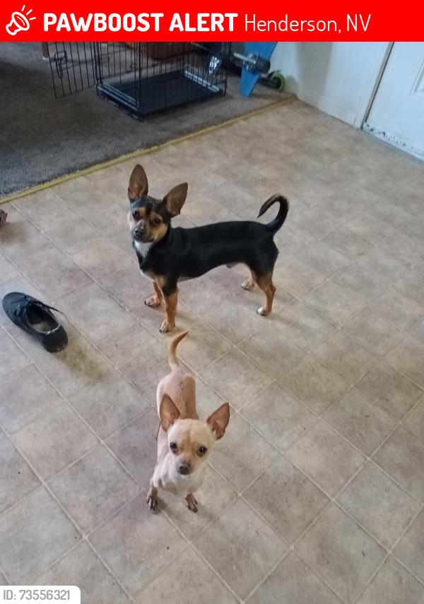 Lost Male Dog last seen Cloudcrest...race track rd, Henderson, NV 89015