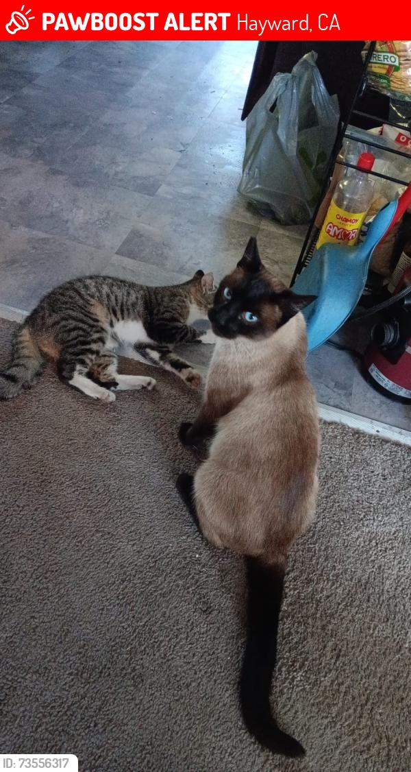 Lost Male Cat last seen Near manon ave hayward, Hayward, CA 94544