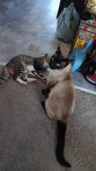 Lost Male Cat last seen Near manon ave hayward, Hayward, CA 94544