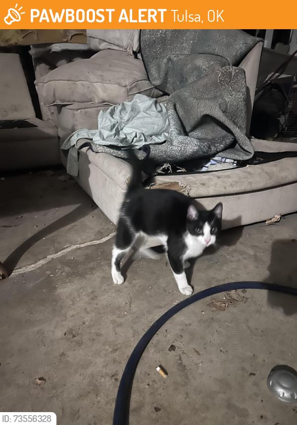 Found/Stray Male Cat last seen 6th Sheridan, Tulsa, OK 74112