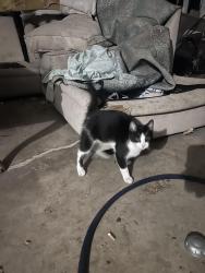 Found/Stray Male Cat last seen 6th Sheridan, Tulsa, OK 74112