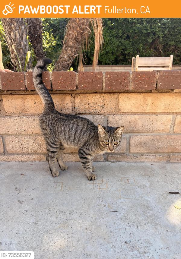 Found/Stray Female Cat last seen Sunny Ridge, Fullerton, CA 92833