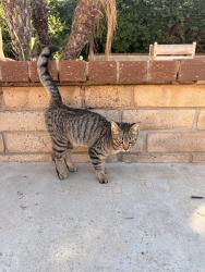 Found/Stray Female Cat last seen Sunny Ridge, Fullerton, CA 92833