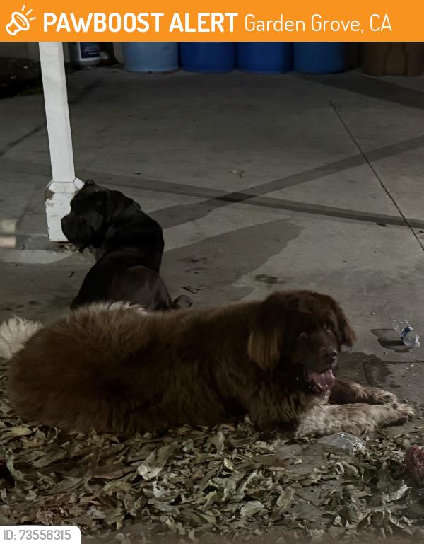 Found/Stray Male Dog last seen Brookhurst and orange wood, Garden Grove, CA 92840