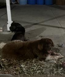 Found/Stray Male Dog last seen Brookhurst and orange wood, Garden Grove, CA 92840