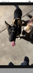 Found/Stray Male Dog last seen Barbara and California Avenue in West Covina, West Covina, CA 91790