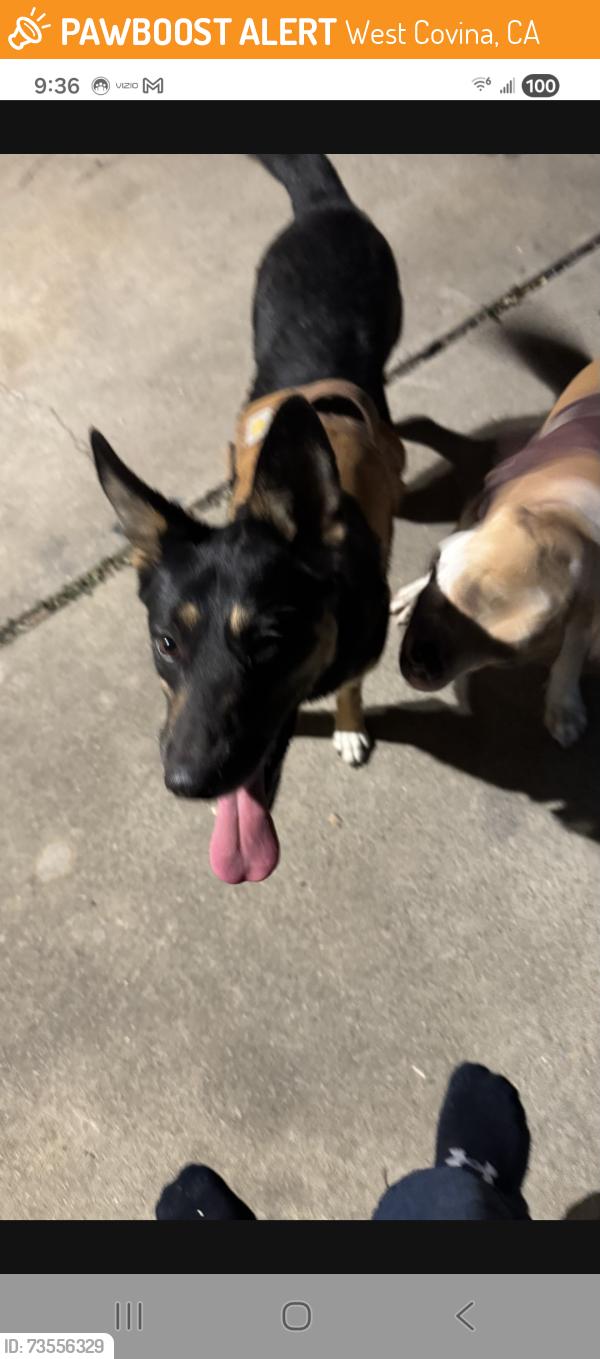 Found/Stray Male Dog last seen Barbara and California Avenue in West Covina, West Covina, CA 91790