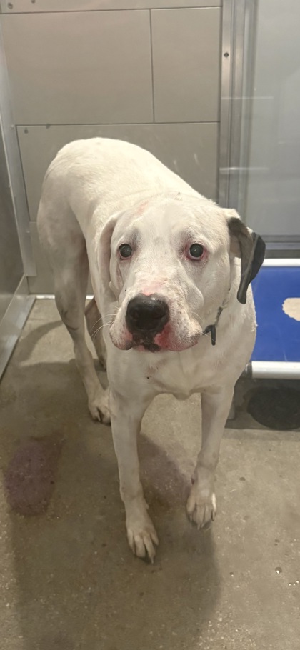 Shelter Stray Male Dog last seen Morley Ford Dam, 1st District, OH, 9203 Detroit Ave, Cleveland, OH 44102, USA