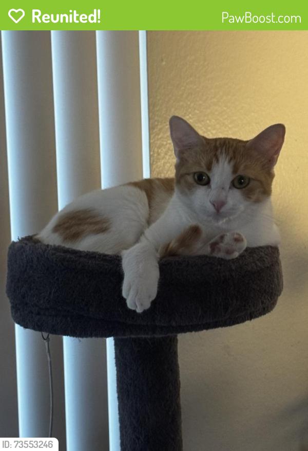 Reunited Female Cat last seen Starbucks, Santa Ana, CA 92705