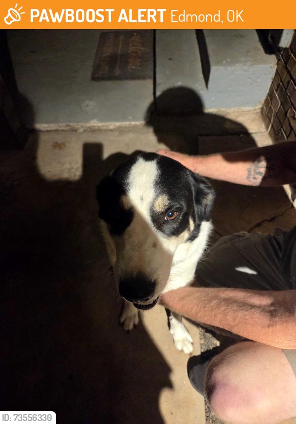 Found/Stray Male Dog last seen South bldv and elwood dr, Edmond, OK 73013