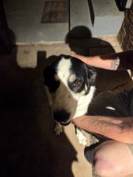 Found/Stray Male Dog last seen South bldv and elwood dr, Edmond, OK 73013