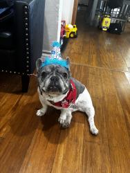 Lost Female Dog last seen Mancini, Castro Valley, CA 94546