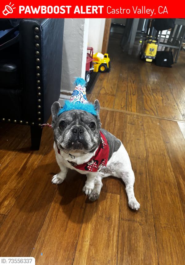 Lost Female Dog last seen Mancini, Castro Valley, CA 94546