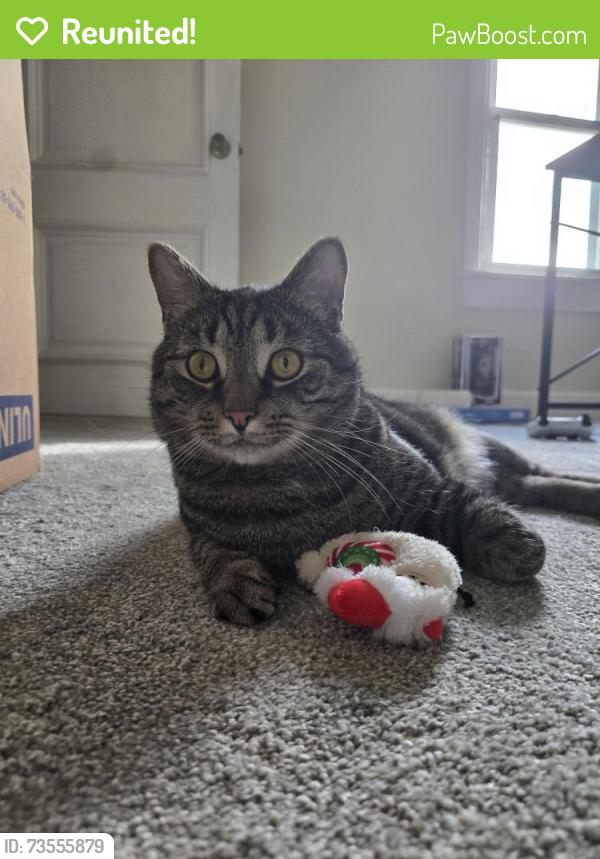 Reunited Male Cat last seen Corner of Coral and Third St, Lancaster, PA 17603