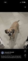 Lost Male Dog last seen Arvida and west shore drive, Pennington, nj 08534, Pennington, NJ 08534