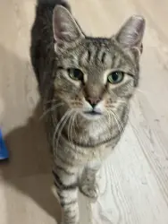 Lost Female Cat last seen 77th & Park Ave, North Bergen, NJ 07047