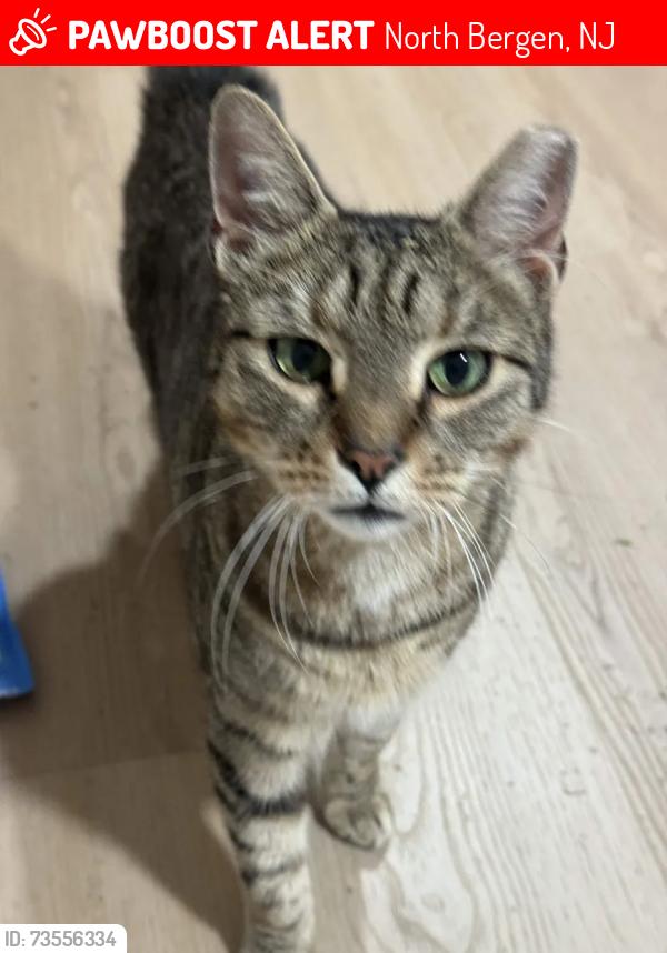 Lost Female Cat last seen 77th & Park Ave, North Bergen, NJ 07047