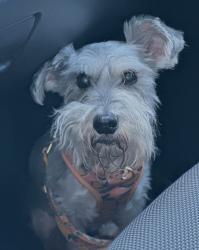 Lost Female Dog last seen Near Fort Worth Ave Dallas, TX 75211 United States, Dallas, TX 75211