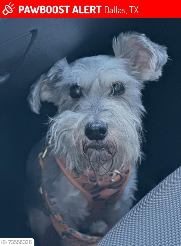 Lost Female Dog last seen Near Fort Worth Ave Dallas, TX 75211 United States, Dallas, TX 75211