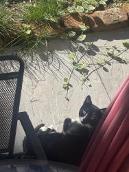 Found/Stray Unknown Cat last seen 4th between Erie and Manila, Jersey City, NJ 07302