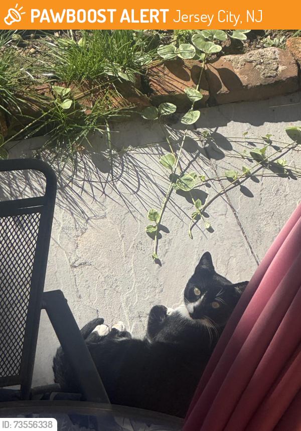 Found/Stray Unknown Cat last seen 4th between Erie and Manila, Jersey City, NJ 07302