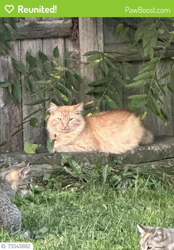Reunited Male Cat last seen Blandina st nichols st, Utica, NY 13501