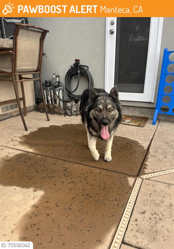 Found/Stray Male Dog last seen Louise/Elm Manteca close to fire station and walking trail, Manteca, CA 95336