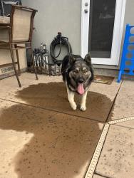 Found/Stray Male Dog last seen Louise/Elm Manteca close to fire station and walking trail, Manteca, CA 95336