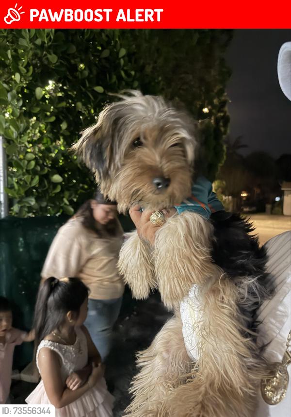 Lost Female Dog last seen Unknown, West Palm Beach, FL 33401