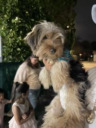 Lost Female Dog last seen Unknown, West Palm Beach, FL 33401