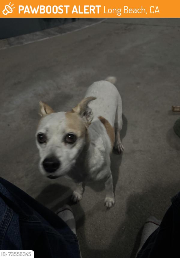 Found/Stray Female Dog last seen Jordan High school, Long Beach, CA 90805