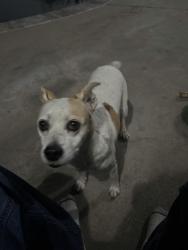 Found/Stray Female Dog last seen Jordan High school, Long Beach, CA 90805