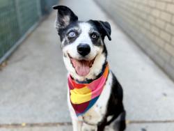 Shelter Stray Female Dog last seen St. Mary's Park West Playground, BRONX, NY, 10455, 326 E 110th St, New York, NY 10029, USA