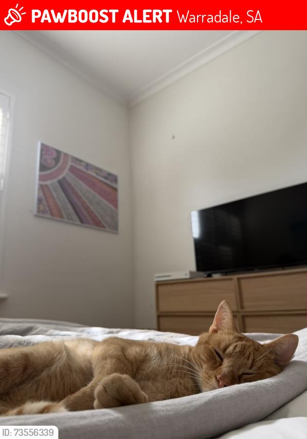 Lost Male Cat last seen Cedar Avenue Warradale, Warradale, SA 5046