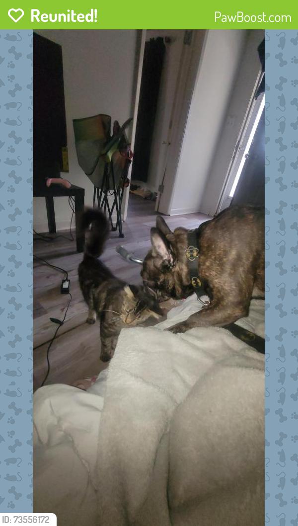 Reunited Female Cat last seen Corner of washington and pearsall, Dunn, NC 28334